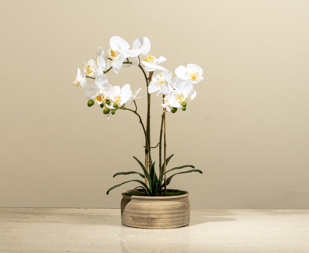 Floriane Bloom - Elegantes Phalaenopsis-Arrangement (37 x 56 cm)