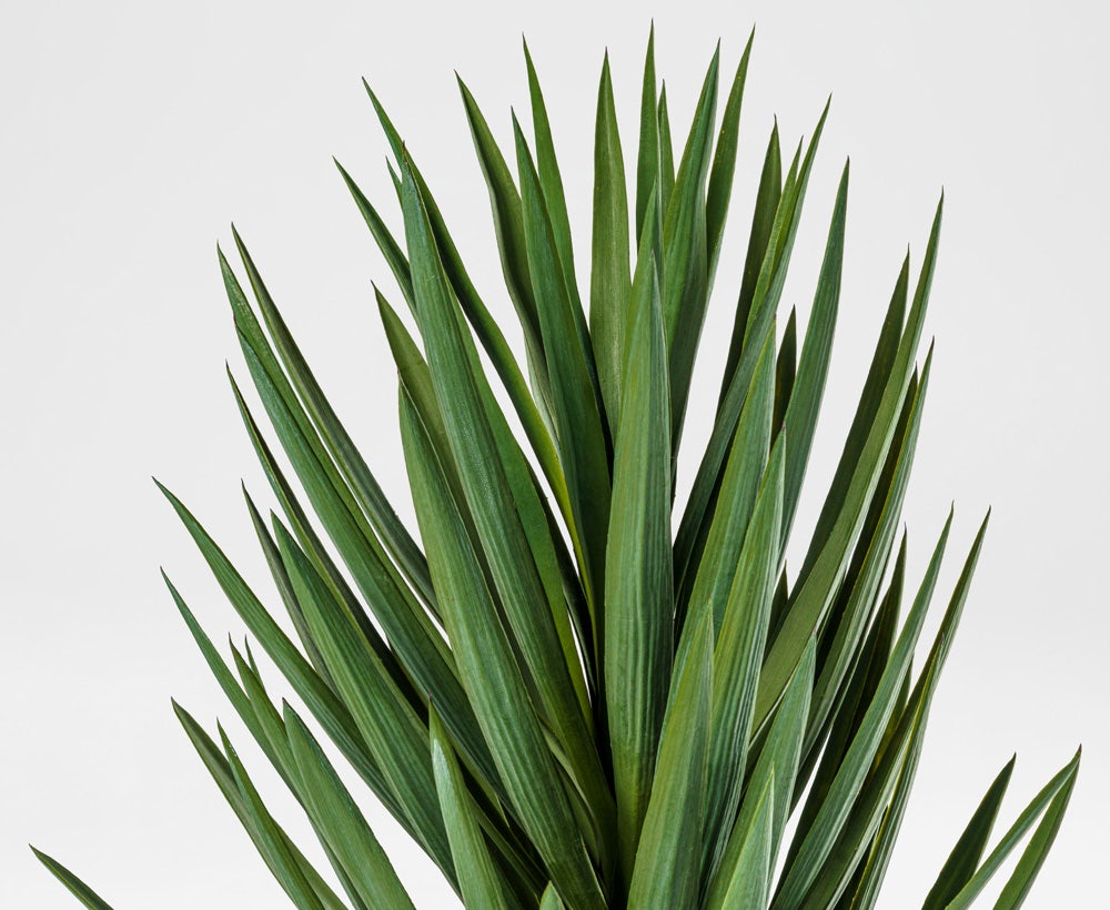 Averra - Dekorative Agavenpflanze (73 x 137 cm)