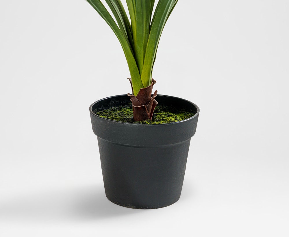 Averra - Dekorative Agavenpflanze (73 x 137 cm)