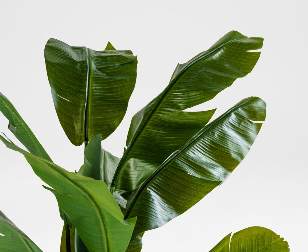 Calvoro - Dekorativer Bananenbaum (90 x 180 cm)