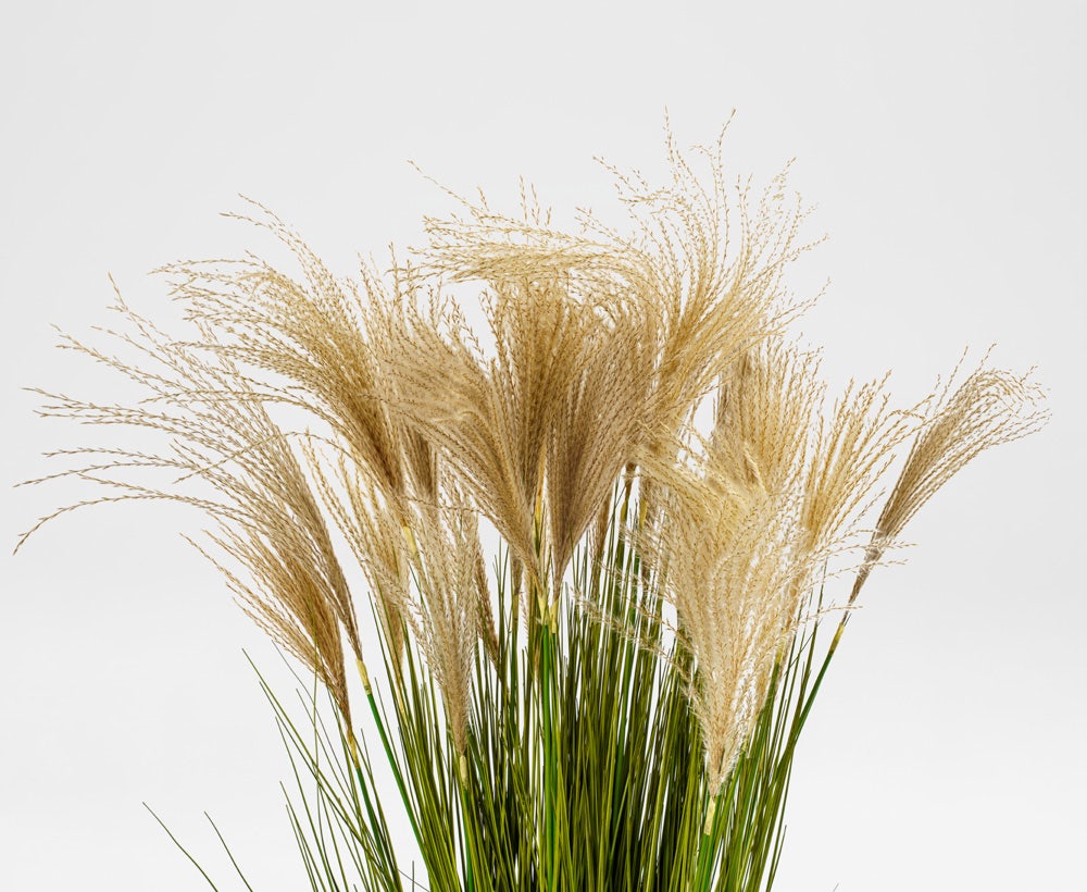 Gramina - Dekorative Ziergras-Pflanze (60 x 119 cm)