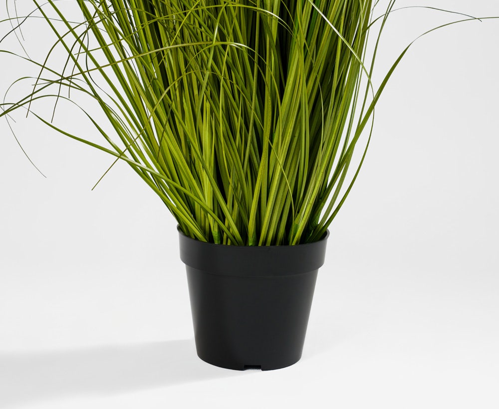 Gramina - Dekorative Ziergras-Pflanze (60 x 119 cm)