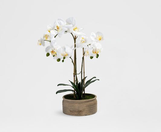 Floriane Bloom - Elegantes Phalaenopsis-Arrangement (37 x 56 cm)