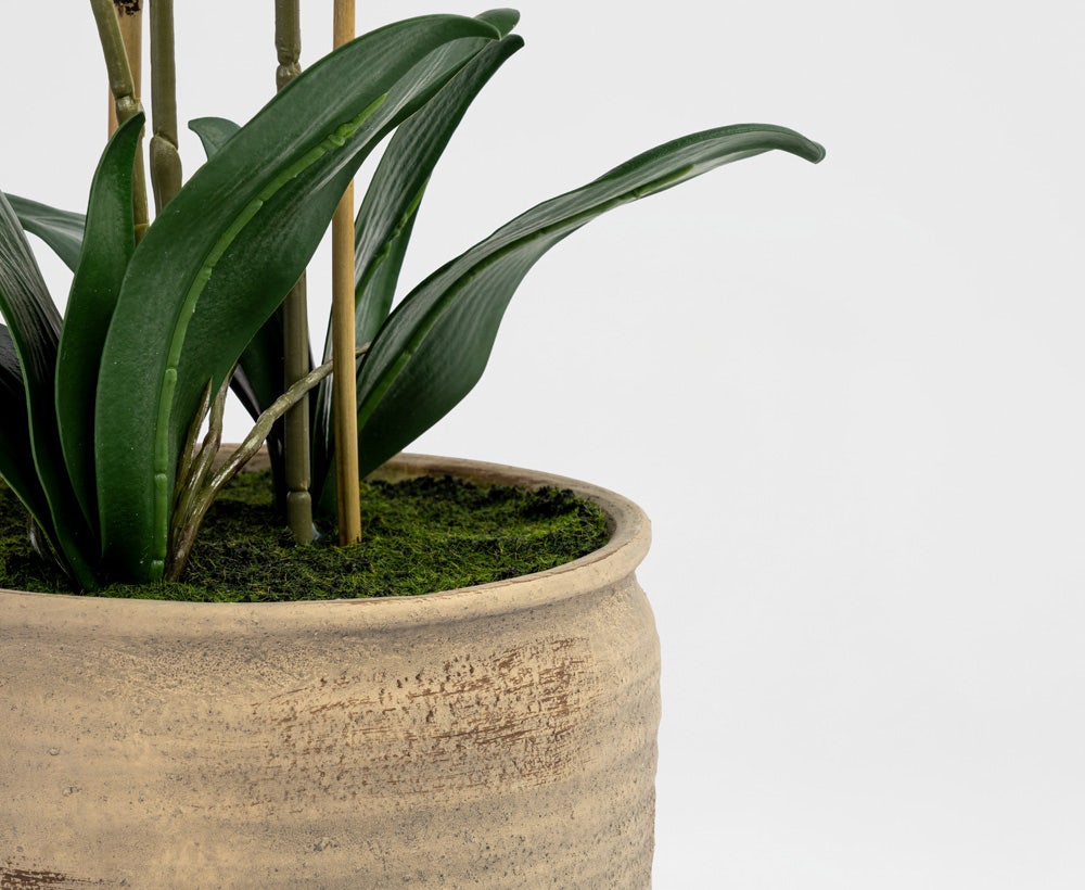 Floriane Bloom - Elegantes Phalaenopsis-Arrangement (37 x 56 cm)